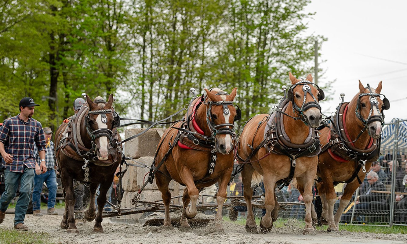Chevaux qui tire des charges lourdes pendant le Festival des Sucres de Saint-Pierre-Baptiste